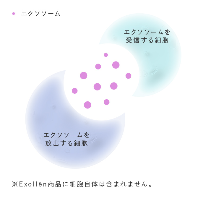 ヒト間葉系幹細胞由来のエクソソームを配合した業務用化粧品 Exollēn（エクソレン）公式サイト